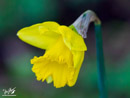 Narcissus – Narcyza